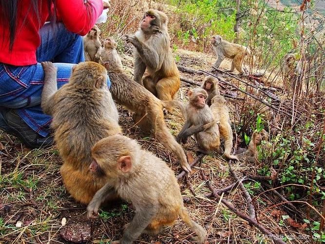 新澳天天开奖资料大全600tK和车钥匙逗猴被猴抢走与猴子车钥匙