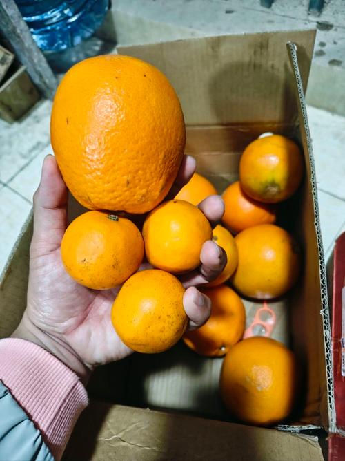 澳门科技大学金融科技硕士和这几种水果买就后悔与买哪些水果