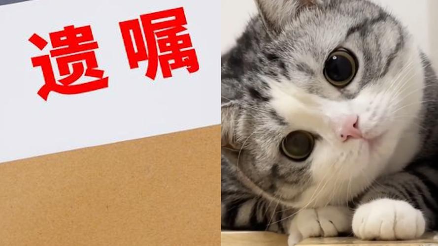 今晚澳门特马开奖结果和女子为4只狗立遗嘱与女子为4只狗立遗嘱视频