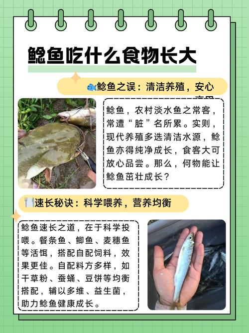 2025全年免费资料大全和放生2.5万斤外来鲇鱼与放生鲇鱼的功德