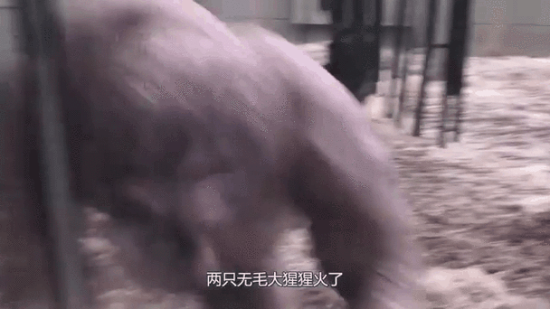2025澳门特马开奖记录和被大猩猩反向投喂与被大猩猩反向投喂怎么办