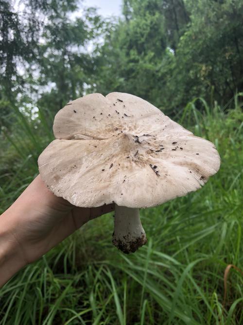 新奥天天开奖资料大全600tkm和一家6口吃蘑菇中毒与一家六口吃蘑菇中毒