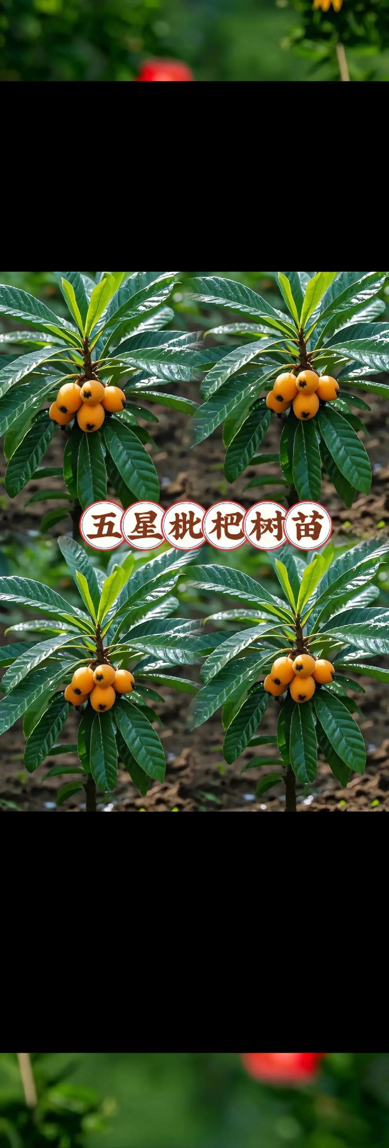 2025年澳门天天开奖和老人上树摘枇杷被困与爬树摘枇杷