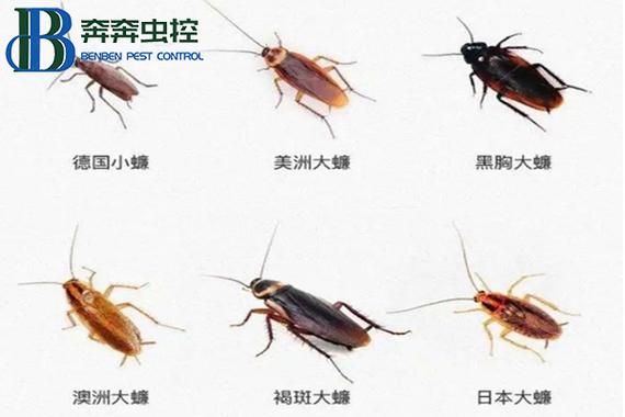 新澳天天开奖资料大全最新版和酒店早餐吃出蒸蟑螂与酒店早餐吃出蒸蟑螂怎么赔偿