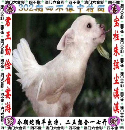 新澳门平特一肖100期开奖结果和美召回170万枚鸡蛋与美国将召回近385万公斤鸡肉
