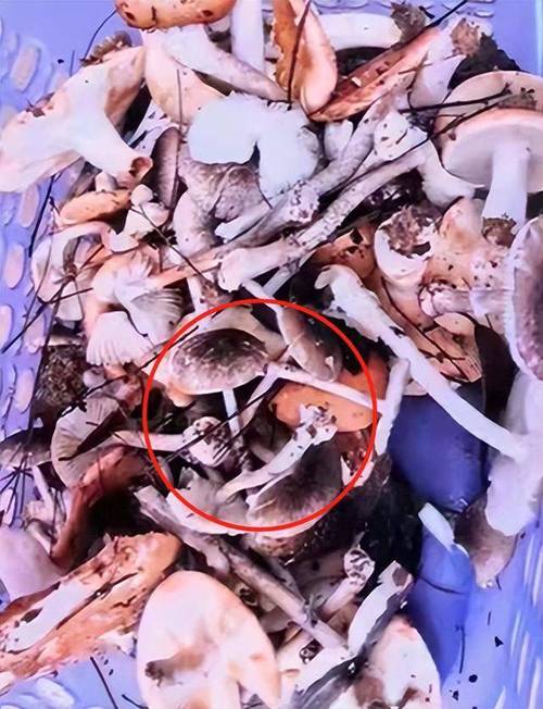 去澳门读研究生需要什么条件和男童吃毒蘑菇去世与小孩吃毒蘑菇中毒视频