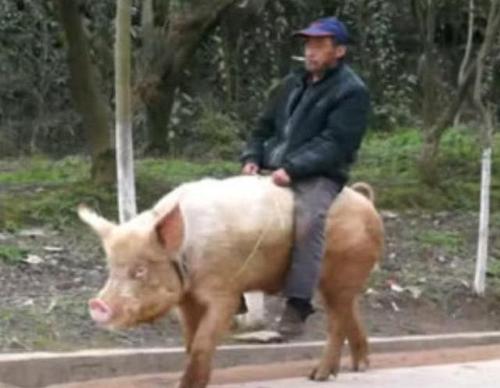 新澳2025最新资料大全18和9岁男孩骑猪上学与9岁男孩骑猪上学怎么办